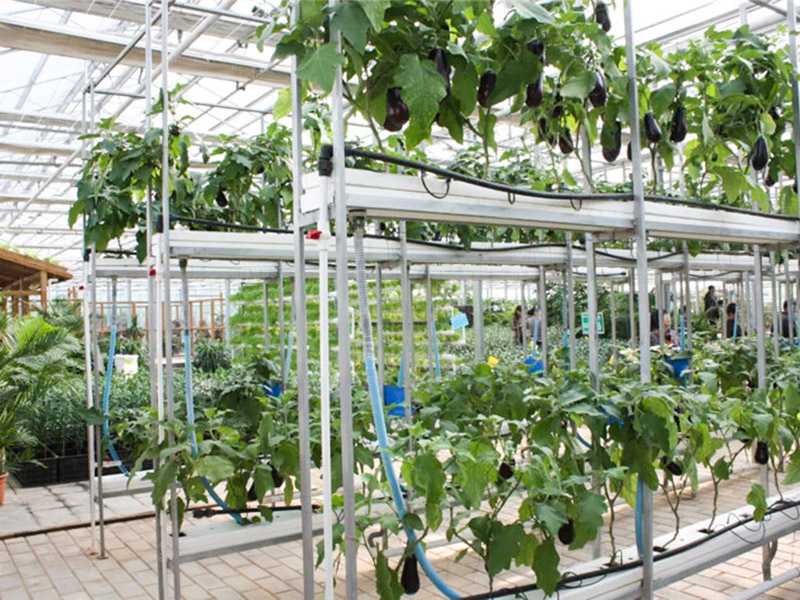 無(wú)土栽培育苗苗床溫室自動(dòng)化