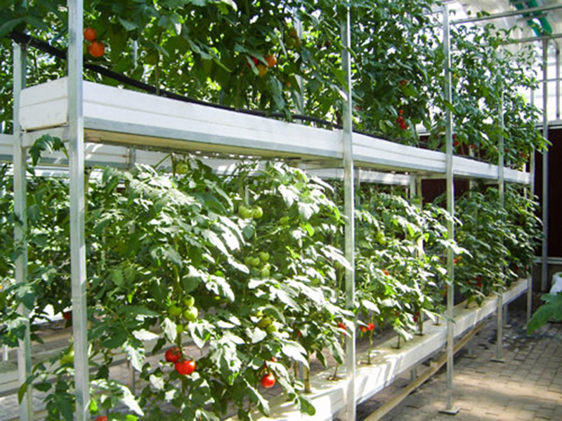 無(wú)土栽培育苗苗床溫室自動(dòng)化