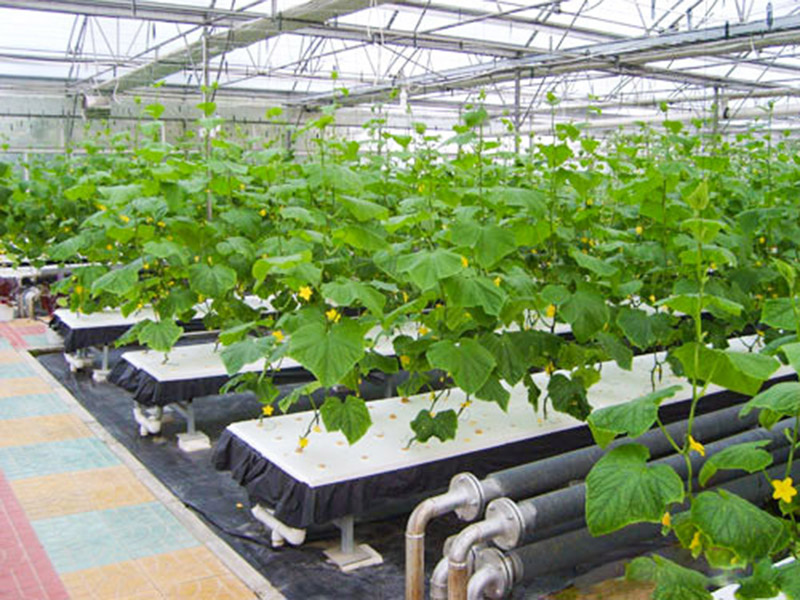 無(wú)土栽培育苗苗床溫室自動(dòng)化