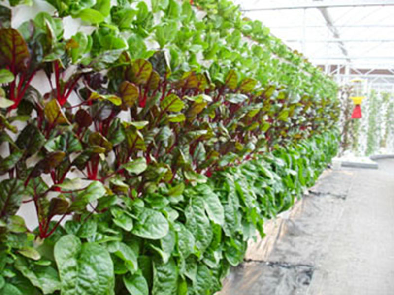 無(wú)土栽培育苗苗床溫室自動(dòng)化