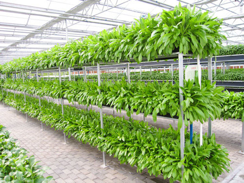 無(wú)土栽培育苗苗床溫室自動(dòng)化