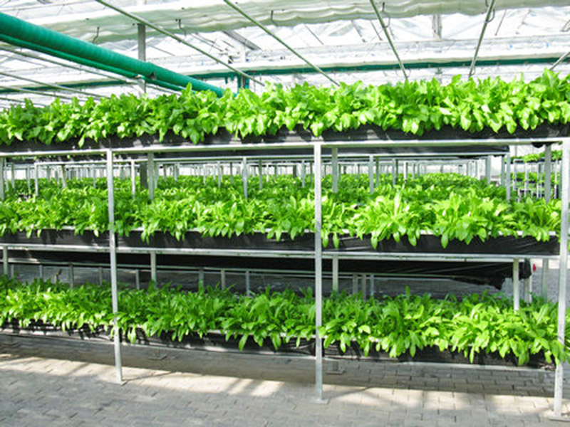 無(wú)土栽培育苗苗床溫室自動(dòng)化